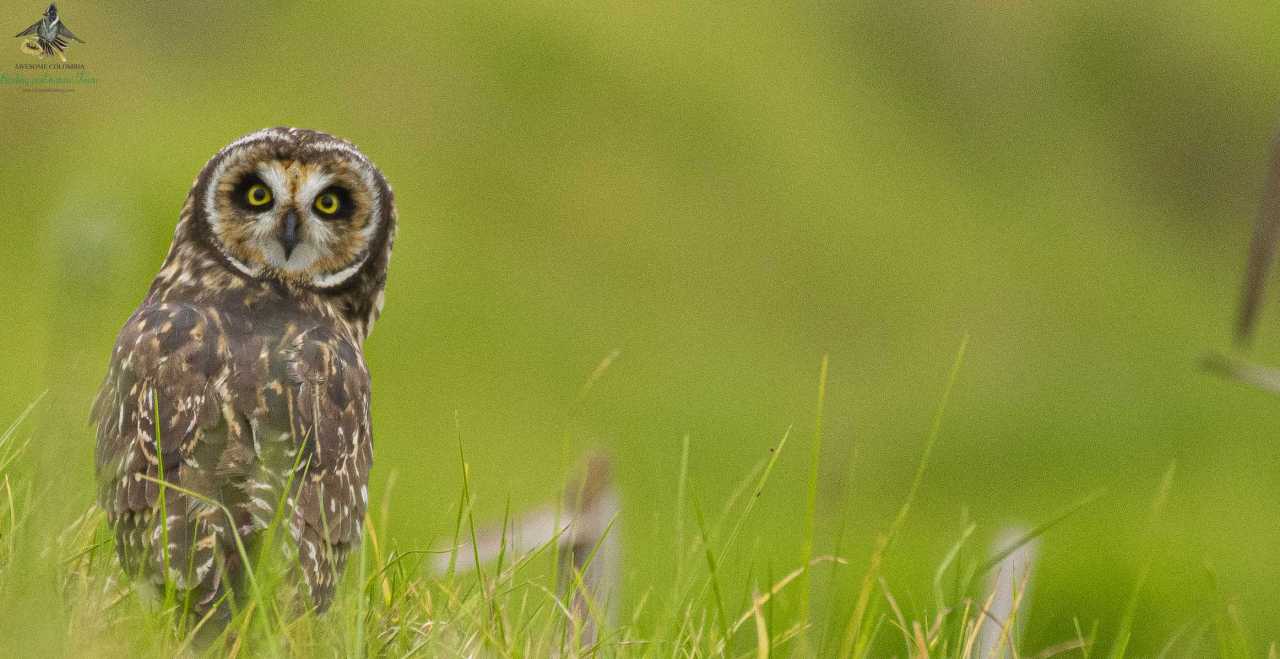 Short-eared Owl - Asio flammeus - Búho Campestre - Colombia Birdwatching - Bogota Birding