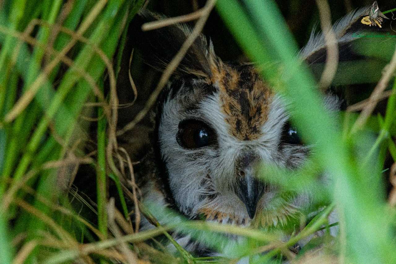 Striped Owl - Asio clamator -  Búho Rayado - Colombia Birdwatching - Bogota Birding