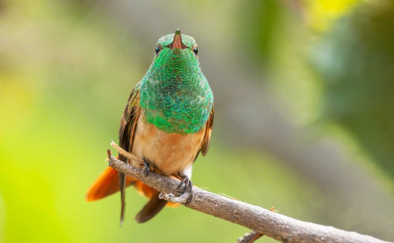 Chestnut bellied hummingbird - Saucerottia castaneiventris - Quincha de Soata - Bogota Birding - Colombia Birdwatching