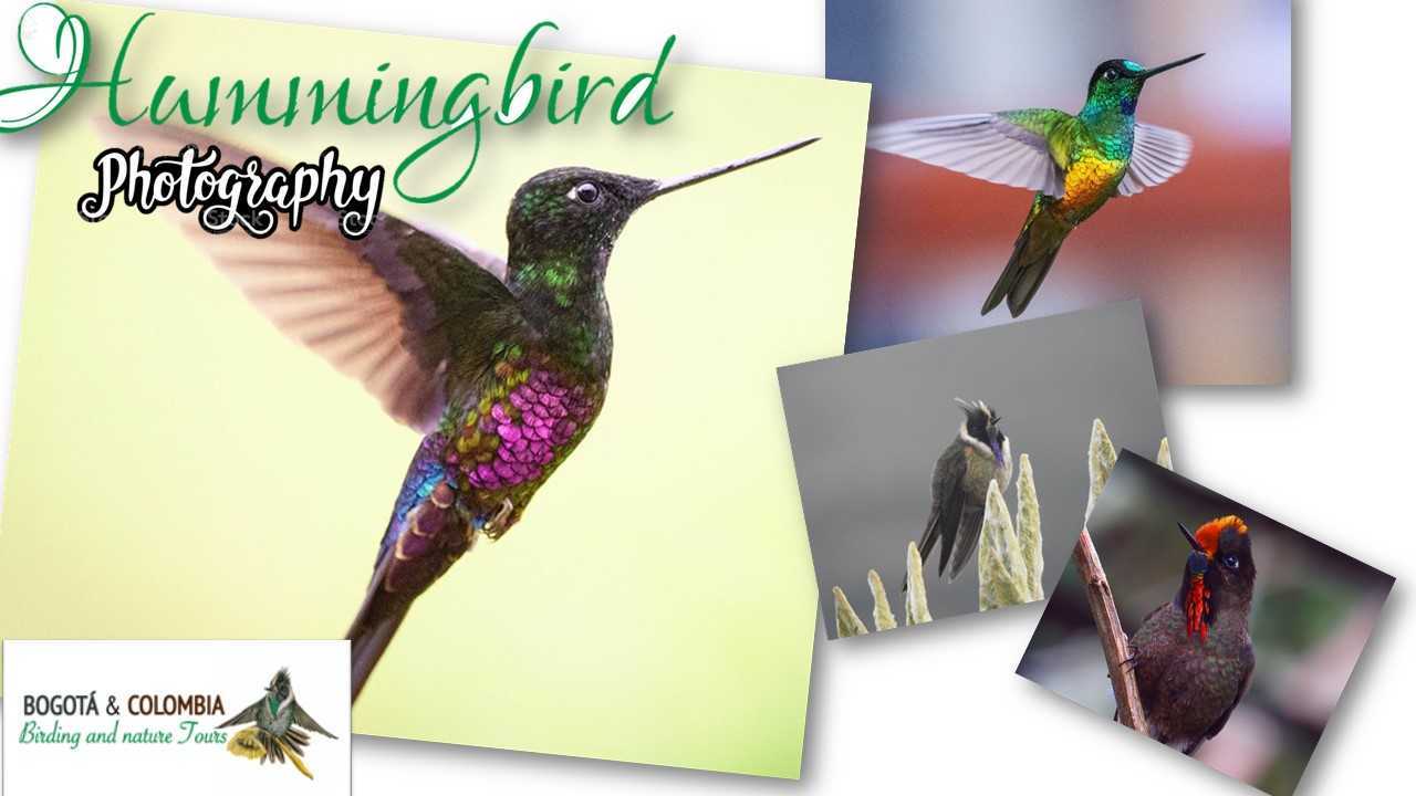 Photography Birds - Bogota Birding and Colombia Wildlife Tours - Hummingbird Tours