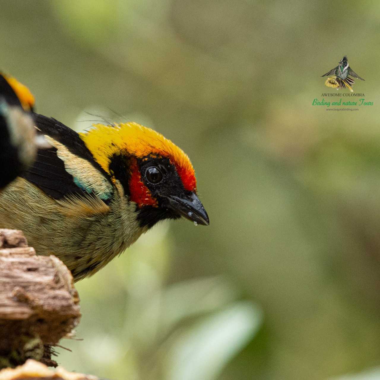 Flame-faced Tanager - Tangara parzudakii - Tangara cara de fuego - Birding Colombia - Bogota Birding