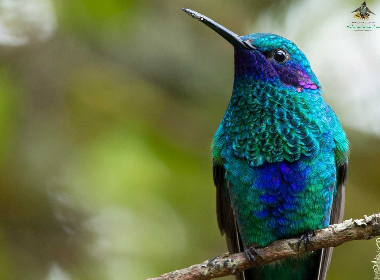 Sparkling Violetear - Colibri coruscans - Colibrí Chillón - Bogota Birding - Photography Birds - Colombia Birdwatching