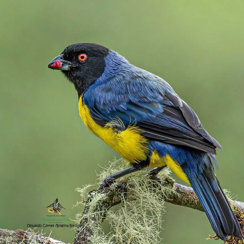 Hooded Mountain Tanager - Buthraupis montana - Azulejo real - Andean Forest - Bogota Birding and Colombia Wildlife Tours - Birdwatching Colombia