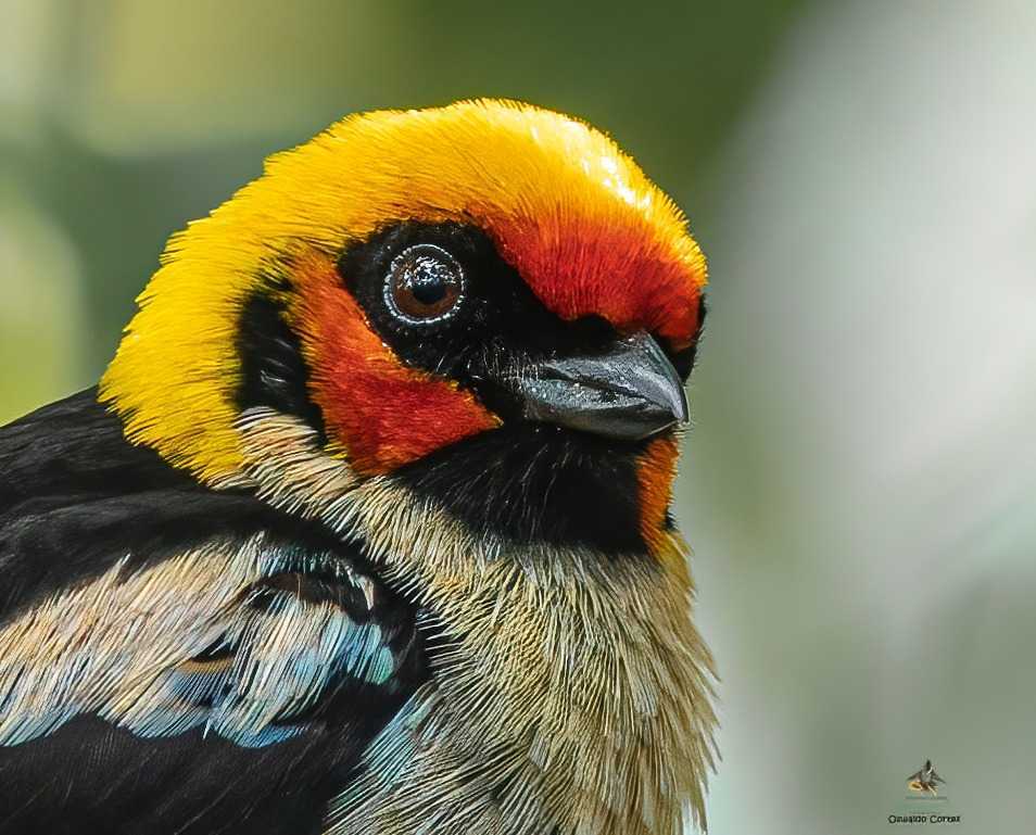 Flame-faced Tanager - Tangara parzudakii - Tangara Cabeza de Fuego - Bogota Birding & Colombia Wildlife Tours - Photography Birds