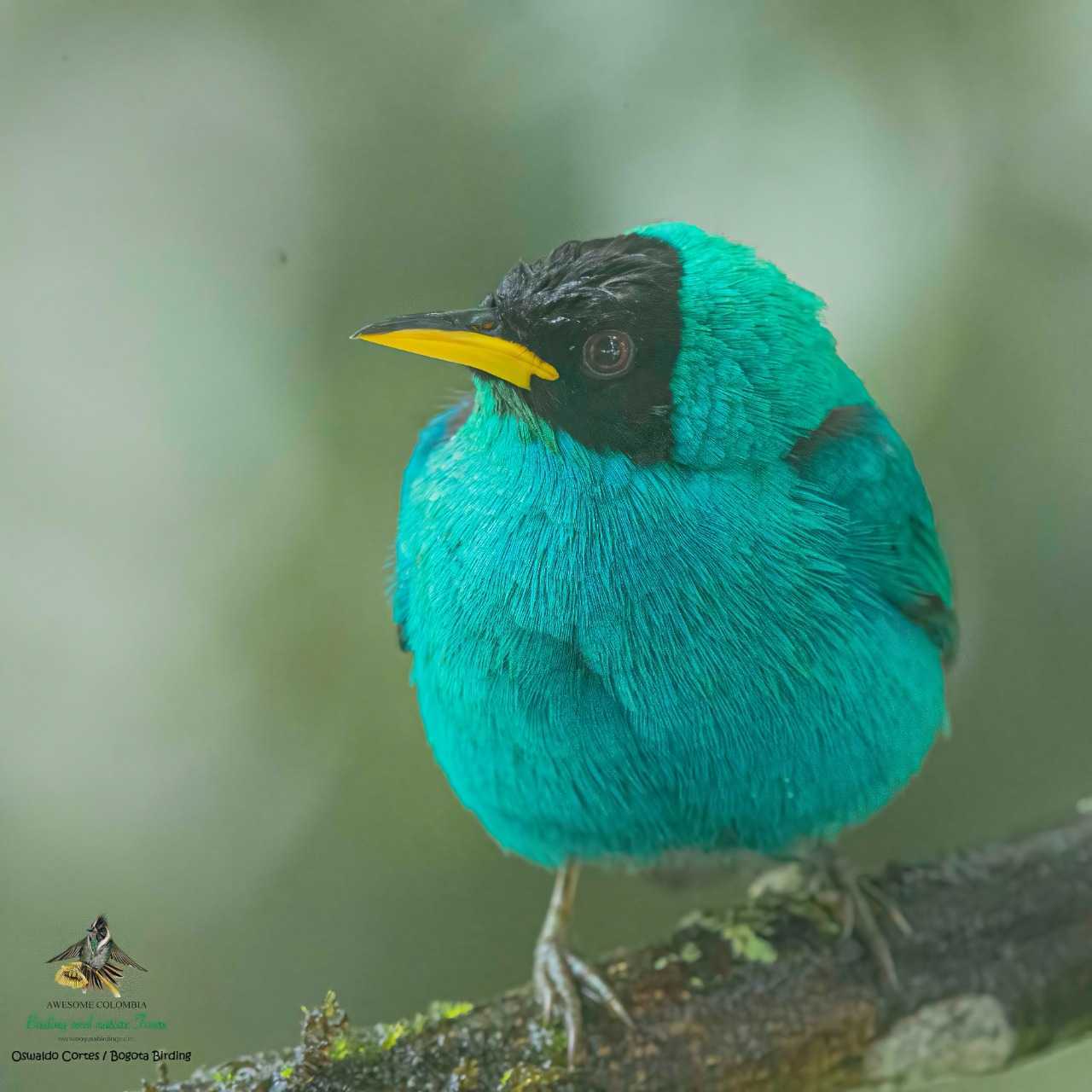 Green Honeycreeper - Chlorophanes spiza - Mielero Verde - Bogota Birding & Colombia Wildlife Tours - Photography Birds