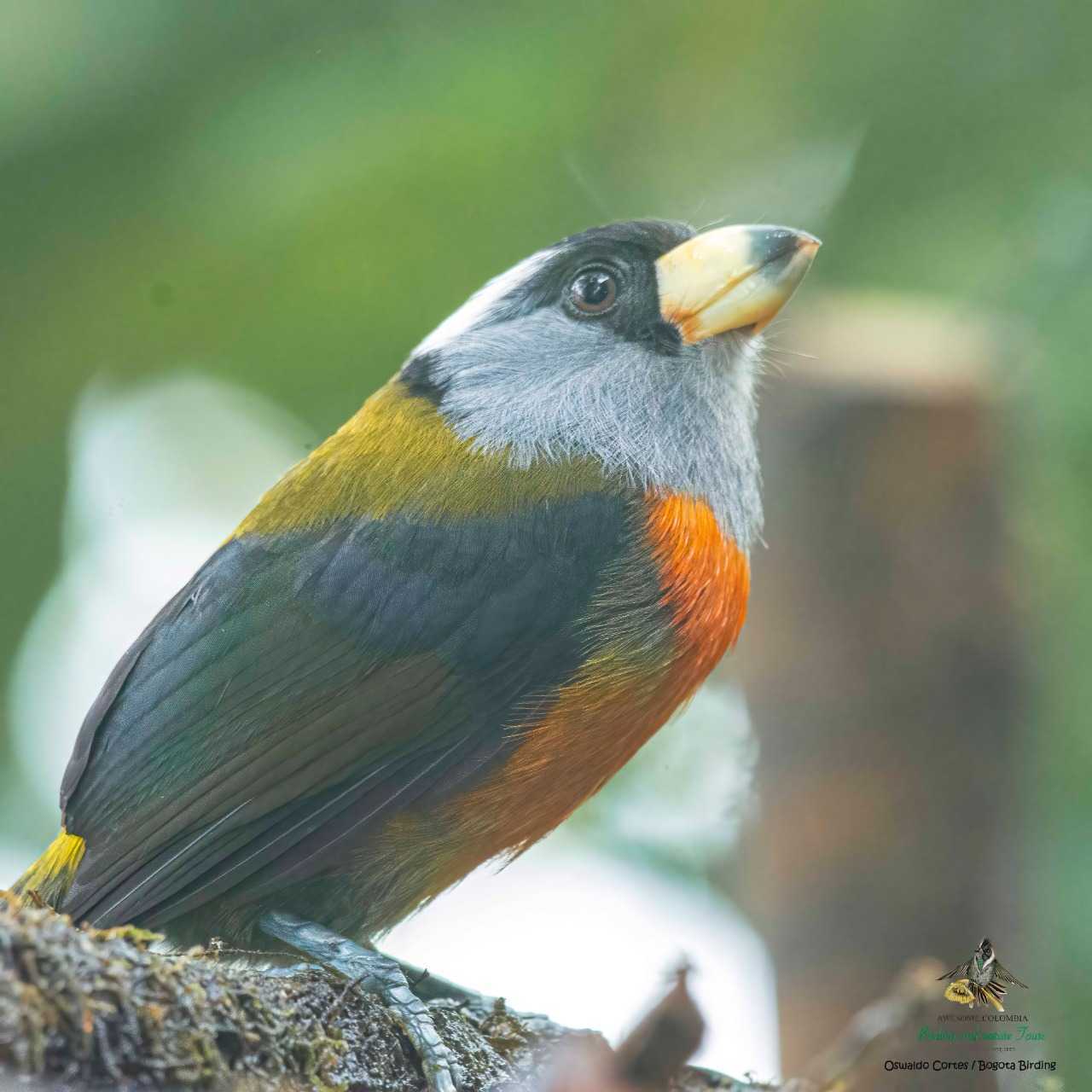 Toucan Barbet - Semnornis ramphastinus - Compás - Bogota Birding & Colombia Wildlife Tours - Photography Birds