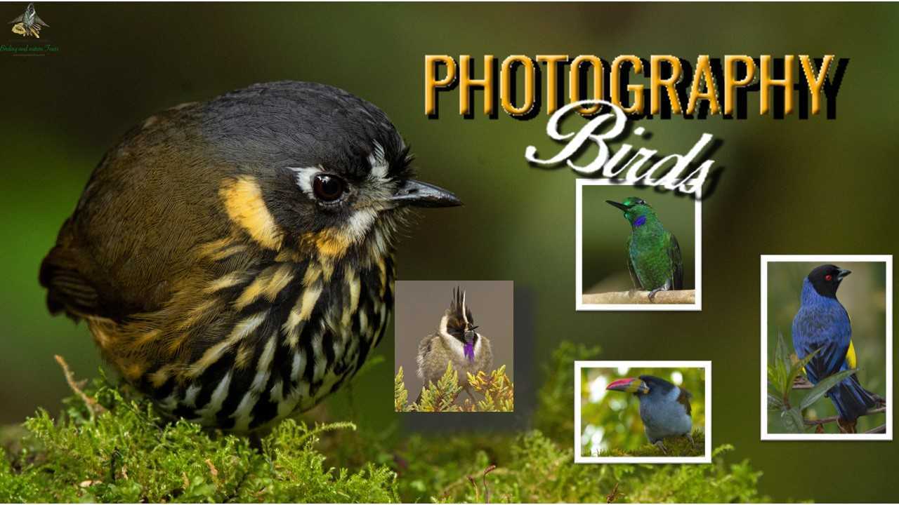 Photography Birds - Bogota Birding and Colombia Wildlife Tours - Birding Colombia