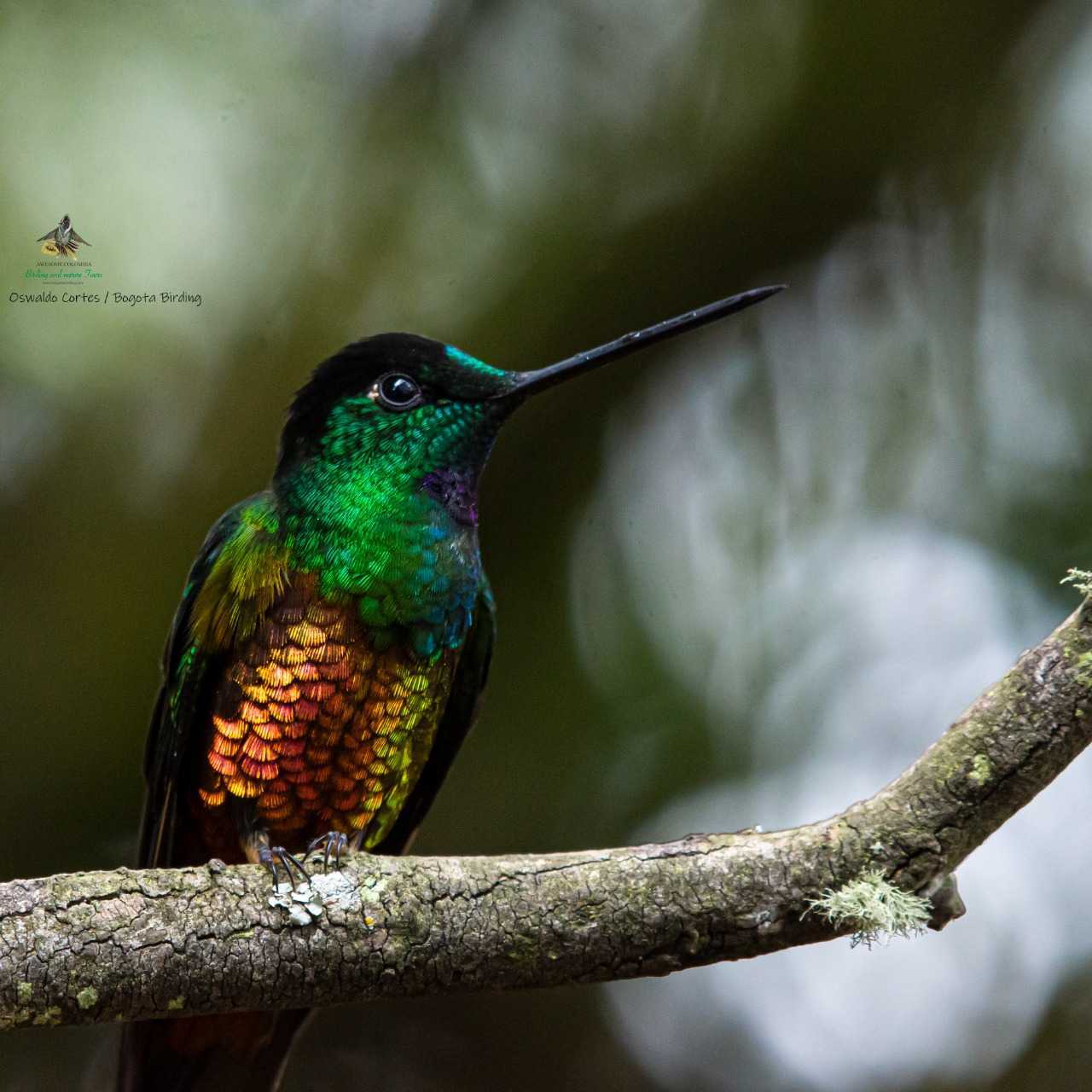 Hybrid - Hummingbird from Monserrate - Bogota Birding & Colombia Wildlife Tours - Photography Birds - Birding Colombia