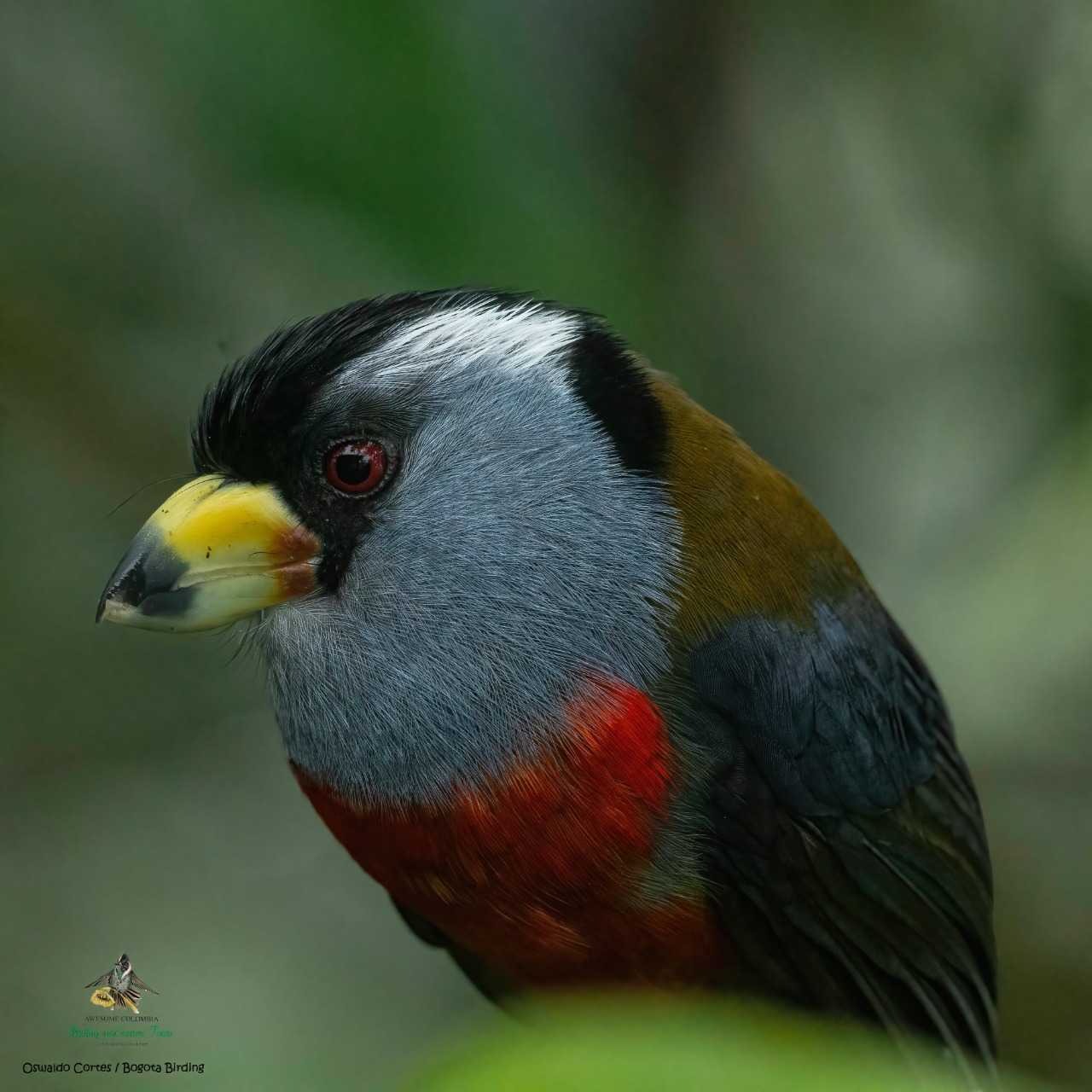 Toucan Barbet - Semnornis ramphastinus - Compás - Bogota Birding & Colombia Wildlife Tours - Photography Birds - Birding Colombia