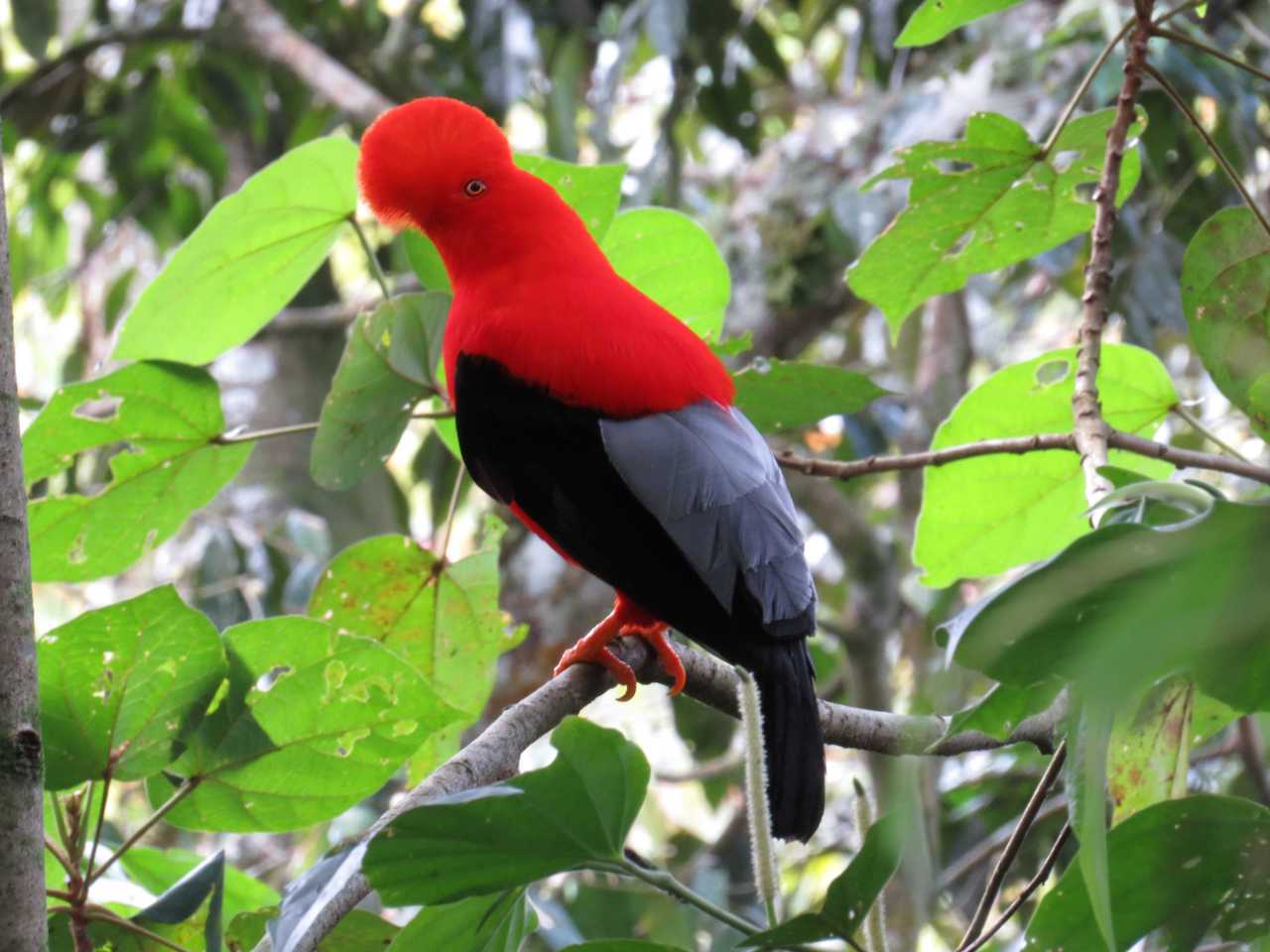 Cock of the Rock - Rupicola peruvianus - Birding in Cali - Colombia Birding - Bogota Birding & Colombia Wildlife Tours