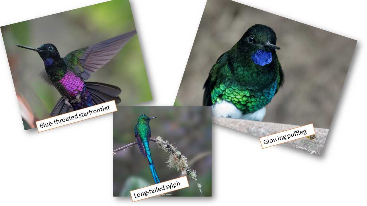 Birding in Colombia - Bogota Birding and Colombia Wildlife Tours