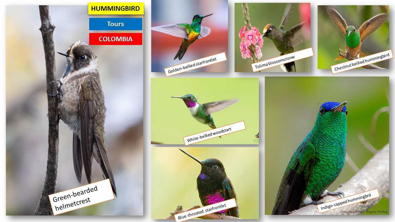 Birdwatching in Colombia - Bogota Birding and Colombia Wildlife Tours