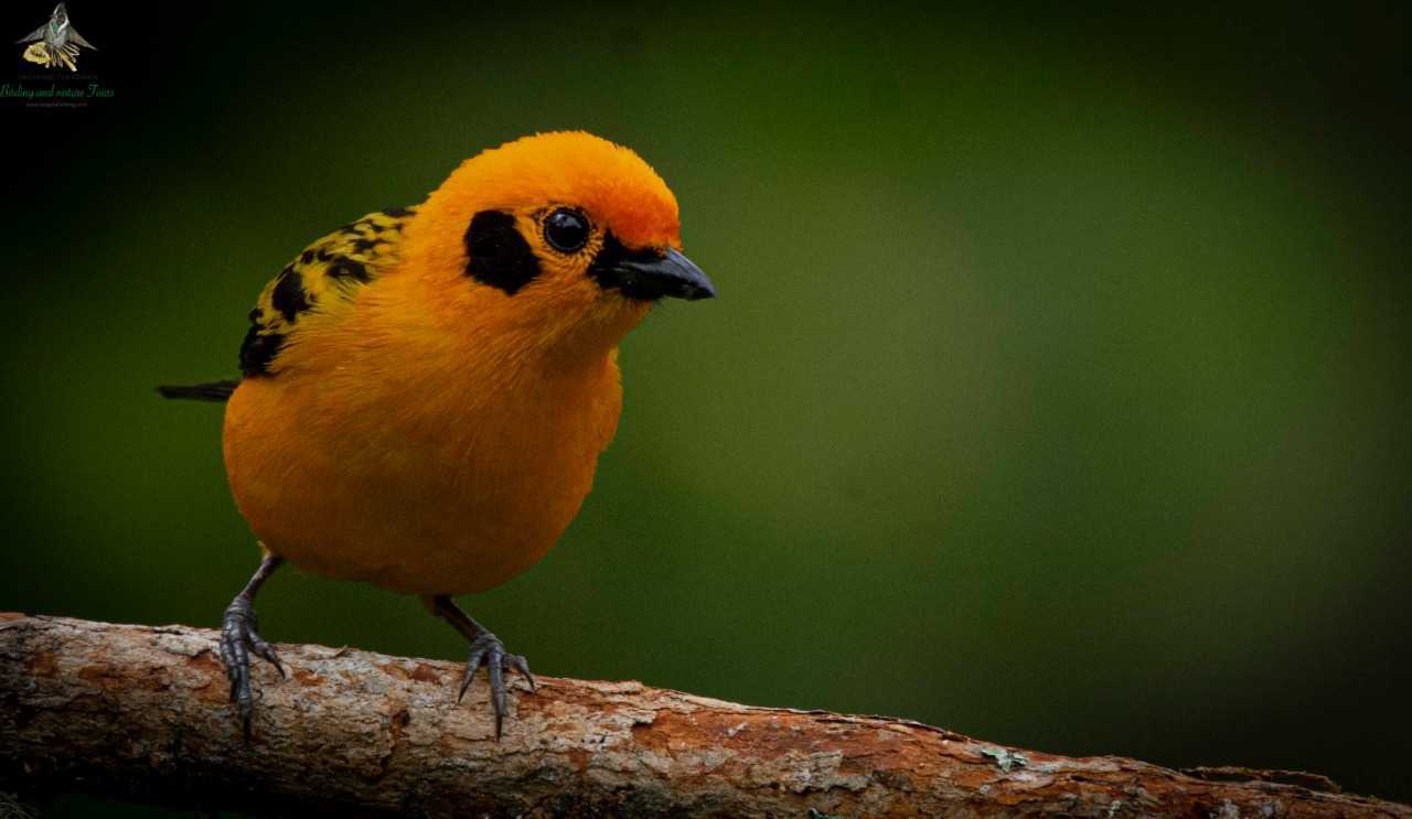 Golden Tanager - Tangara arthus - Tangara Dorada - Bogota Birding and Colombia Wildlife Tours - Birdwatching Colombia
