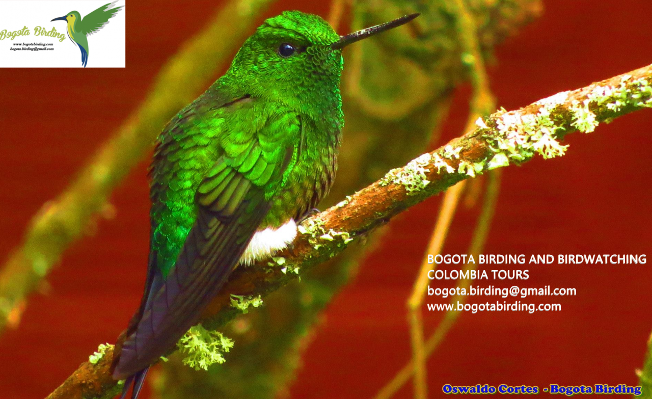 16. Near endemic, Coppery-bellied Puffleg, Eriocnemis cupreoventris