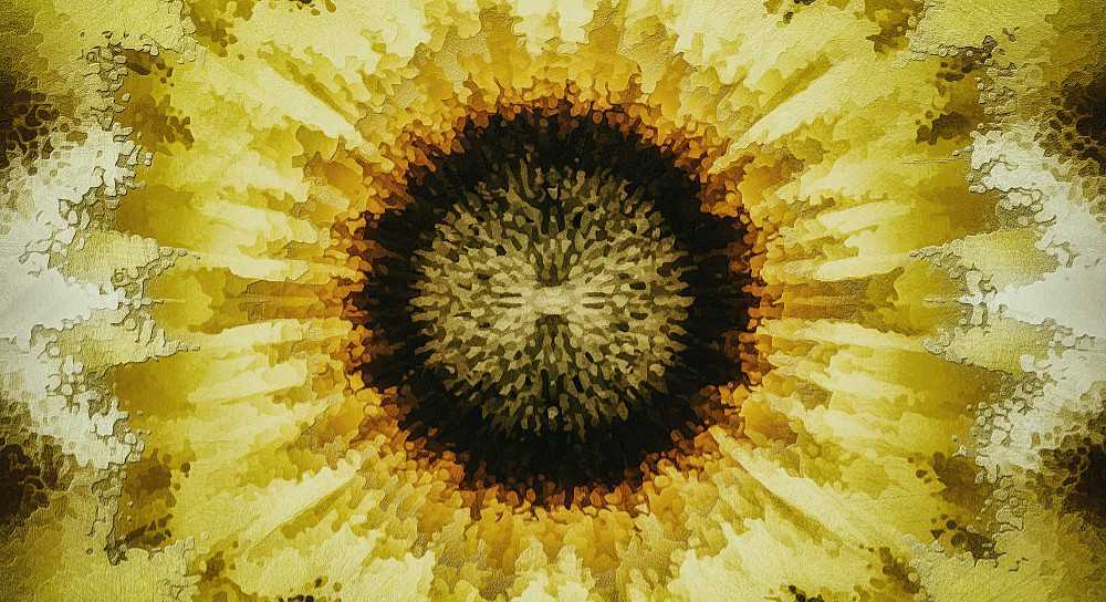 SolsticeSunflower